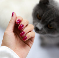 striplac-alessandro-smiling-cat